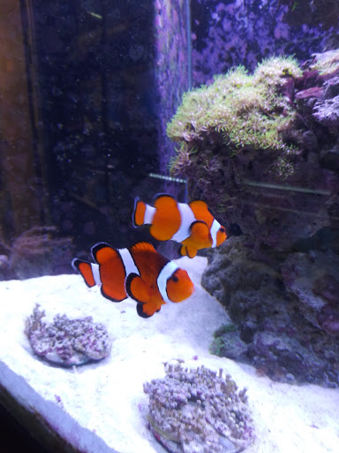 Pet Store «Pet Paradise Grooming», reviews and photos, 1115 Pueblo Blvd Way, Pueblo, CO 81005, USA