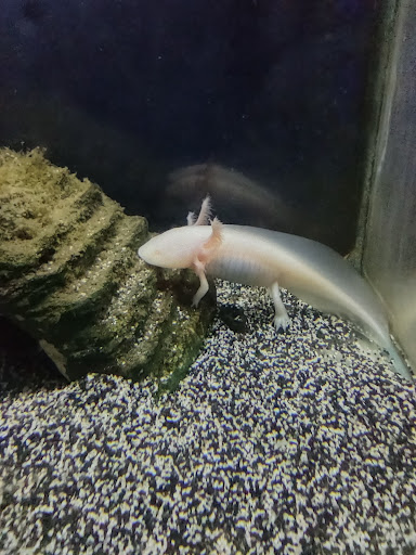 Pet Store «Fins Feathers Paws & Claws», reviews and photos, 436 Main St, Harleysville, PA 19438, USA