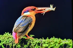Nandu's Bird Sanctuary image