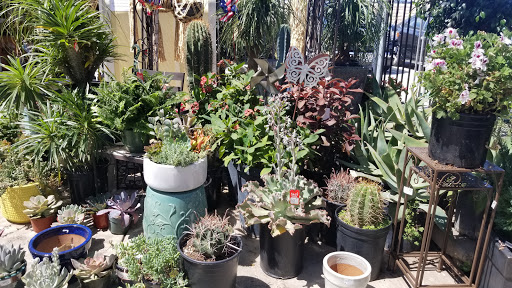Florist «Plant Safari», reviews and photos, 653 N Central Ave, Upland, CA 91786, USA