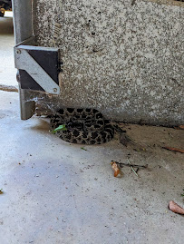 Placer Snake Removal - Photo 7 - Car repair in Rocklin, CA, Roseville