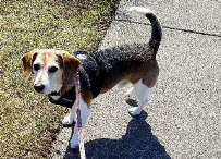 Zen Paws Pet Sitting, Inc - Photo 7 - Car repair in Canton, MI, Ann Arbor