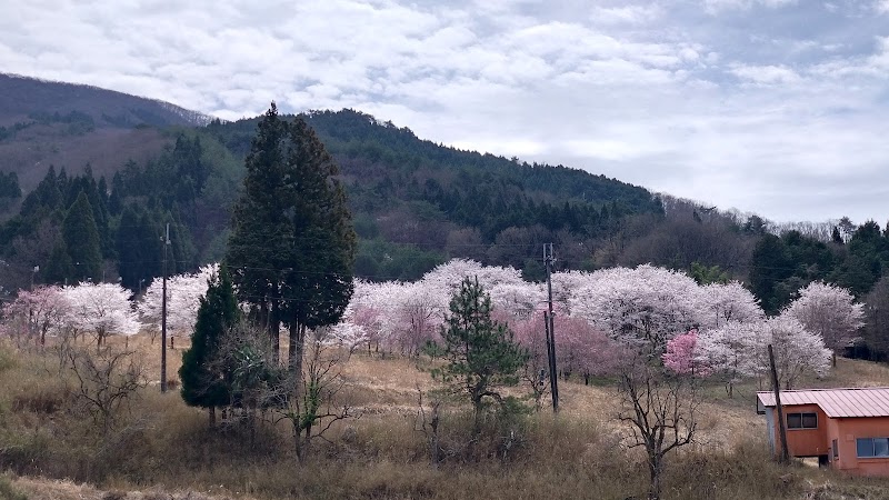 板生地区の桜