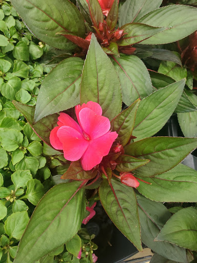 Produce Market «Produce Junction Inc», reviews and photos, 265 S Easton Rd, Glenside, PA 19038, USA