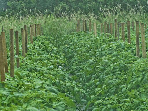 Farm «Heron Pond Farm», reviews and photos, 299 Main Ave, South Hampton, NH 03827, USA