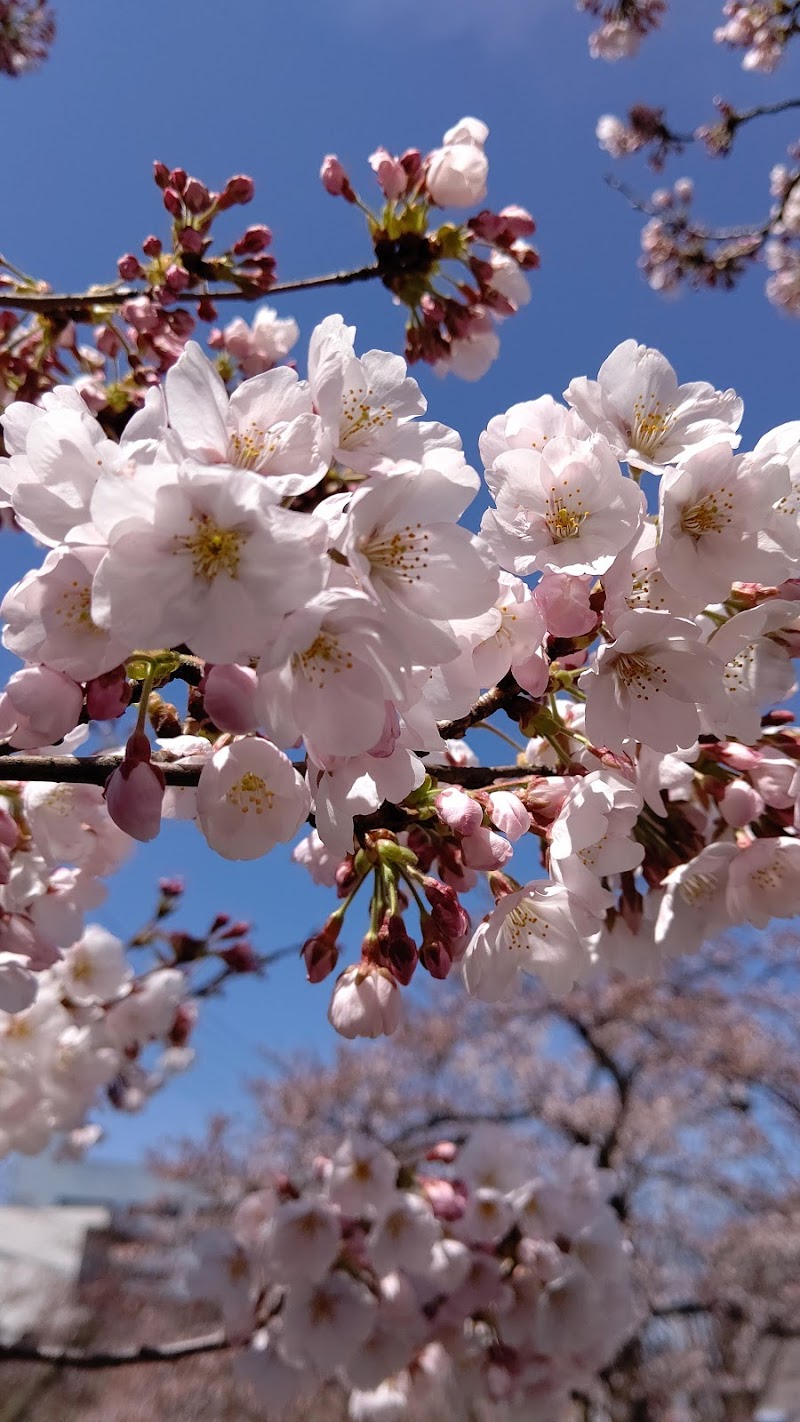 千秋が原ふるさとの森 駐車場 新潟県長岡市千秋 無料駐車場 駐車場 グルコミ