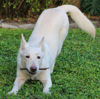 Dog Academy of NC, LLC - Photo 6 - Car repair in Durham, NC, Durham