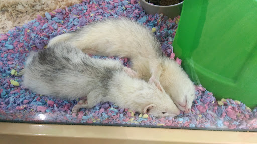 Pet Supply Store «Pet Supermarket», reviews and photos, 1338 Del Prado Blvd, Cape Coral, FL 33990, USA