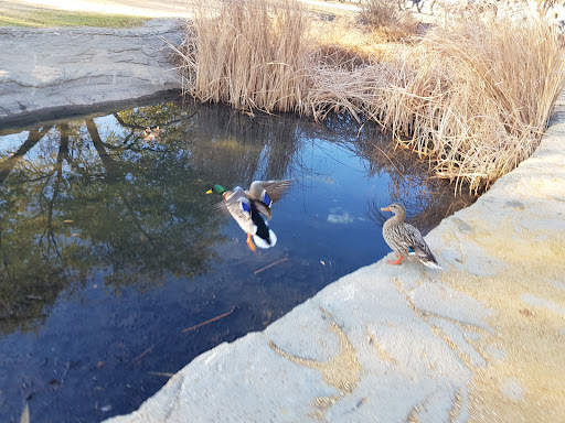 Tourist Attraction «Pioneer Plaza», reviews and photos, 1428 Young St, Dallas, TX 75202, USA