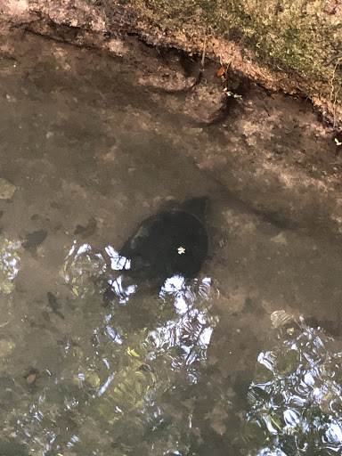 Nature Preserve «Oak Cliff Nature Preserve», reviews and photos, 2875 Pierce Street, Dallas, TX 75233, USA