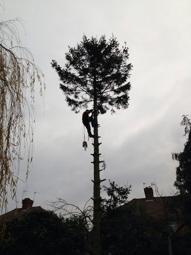 Nottinghamshire Tree Services