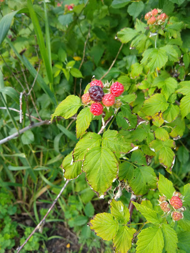 Nature Preserve «Southwood Nature Preserve», reviews and photos, 2651 Holloway Ave E, North St Paul, MN 55109, USA