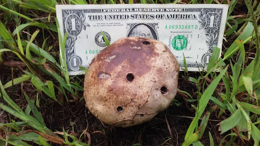 Grocery Store «Prime Food Market», reviews and photos, 449 Herbertsville Rd, Brick, NJ 08724, USA