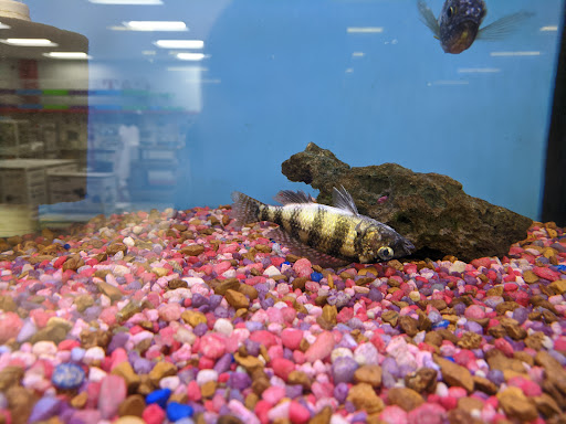 Shopping Mall «Hampton Plaza Shopping Center», reviews and photos, 4033 W Mercury Blvd, Hampton, VA 23666, USA