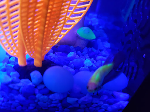 Pet Supply Store «PetSmart», reviews and photos, 482 Stillwater Ave Ste 2A, Bangor, ME 04401, USA