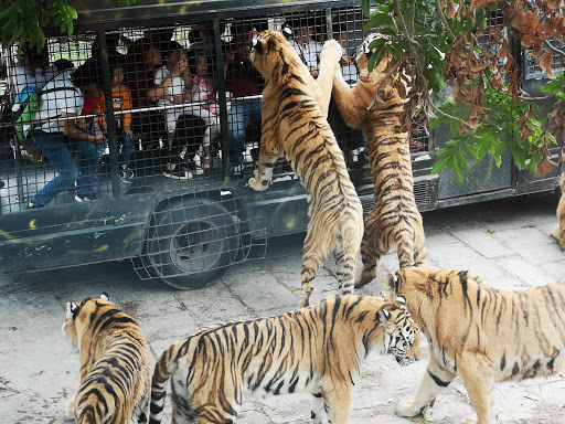 Shenzhen Safari Park