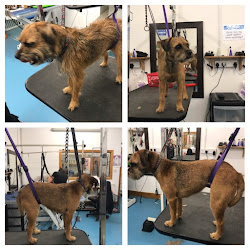 Crew cuts dog grooming Salon and mobile services