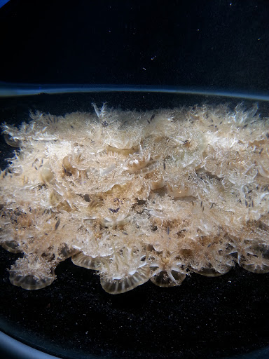 American Restaurant «Hard Rock Cafe», reviews and photos, 601 E Pratt St, Baltimore, MD 21202, USA