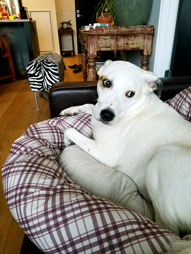 Pet Store «The Pet Works», reviews and photos, 240 14th St, Astoria, OR 97103, USA