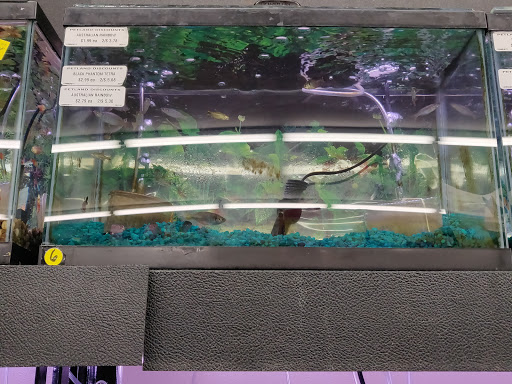 Pet Store «Petland Discounts - Kissena Blvd», reviews and photos, 71-8 Kissena Blvd, Flushing, NY 11367, USA