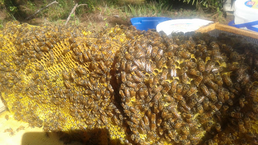 Historical Place «Burroughs Home & Gardens», reviews and photos, 2505 First St, Fort Myers, FL 33901, USA