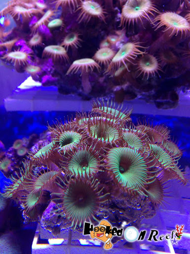 Tropical Fish Store «Hooked On Reefs», reviews and photos, 228 Hibiscus St #1, Jupiter, FL 33458, USA