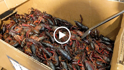 Asian Grocery Store «Asian Pacific Market», reviews and photos, 615 Wooten Rd #160, Colorado Springs, CO 80915, USA