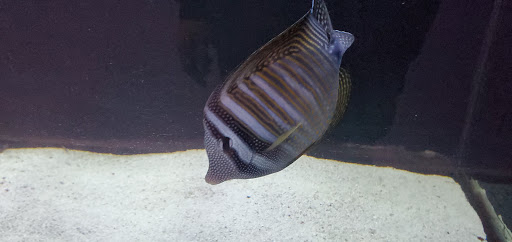 Tropical Fish Store «Complete Aquarium», reviews and photos, 736 Bedford Rd, Bedford Hills, NY 10507, USA