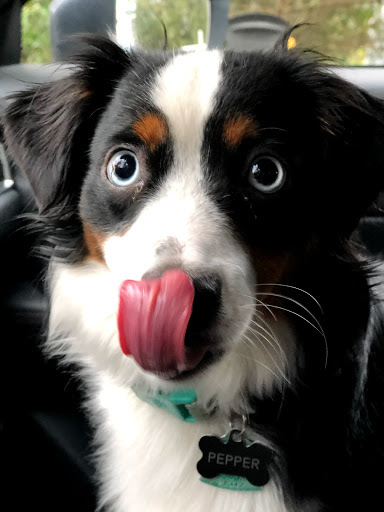 Pet Supply Store «Petco Animal Supplies», reviews and photos, 474 228th Ave NE, Sammamish, WA 98074, USA