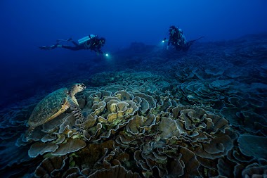 Mokarran Diving