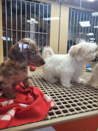 Pet Store «Petland Lancaster», reviews and photos, 1400 River Valley Cir N, Lancaster, OH 43130, USA