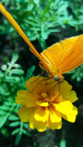 Tourist Attraction «Peck Butterfly House», reviews and photos, 4038 Kaneville Rd, Geneva, IL 60134, USA