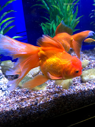 Tropical Fish Store «Exotic Aquatics», reviews and photos, 2929 Custer Rd #317, Plano, TX 75075, USA