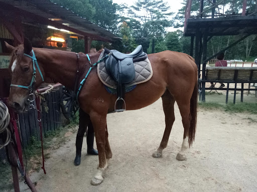 Gombak Horse Riding Club