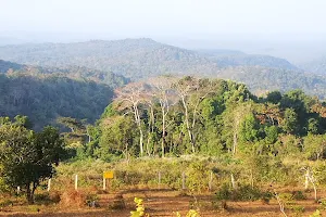 Sea Forest image