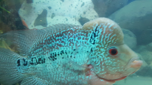 Tropical Fish Store «Fishland», reviews and photos, 13155 Westheimer Rd #114, Houston, TX 77077, USA