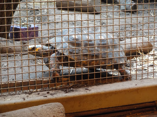 Zoo «Seneca Park Zoo», reviews and photos, 2222 St. Paul Street, Rochester, NY 14621, USA