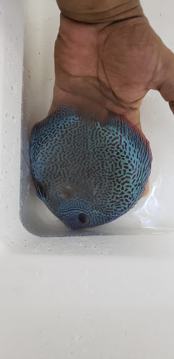 Aquarium «Skoolz of Fish», reviews and photos, 1503 Chamberlayne Ave, Richmond, VA 23222, USA