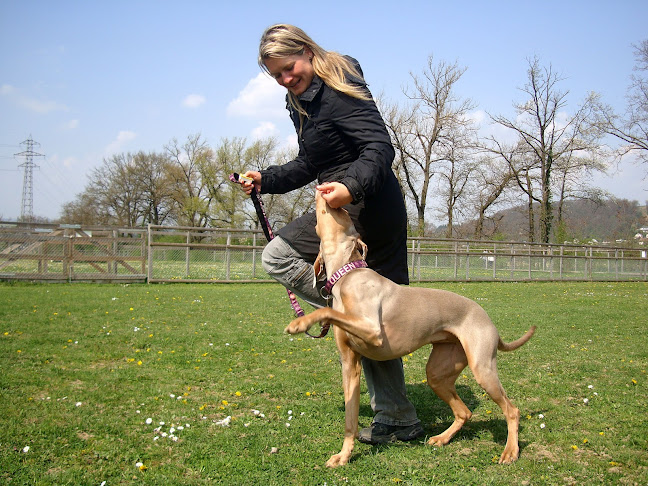 Kommentare und Rezensionen über Hundeschule Animalcoach Zürich