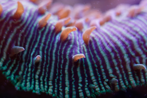 Tropical Fish Store «Monfort Aquarium & Pet», reviews and photos, 6520 Colerain Ave, Cincinnati, OH 45239, USA