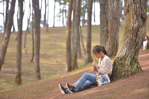 Yen Minh Pine Forests