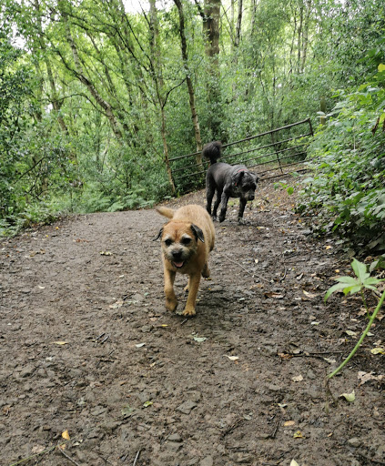 Ayranbrau Kennels & Cattery