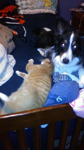 Pet Store «PetSmart», reviews and photos, 1606 E Empire St, Bloomington, IL 61701, USA