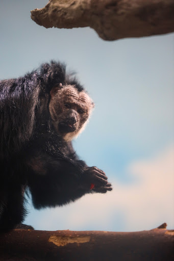 Zoo «Monkey Island», reviews and photos, 8 E 23rd Ave, Denver, CO 80205, USA