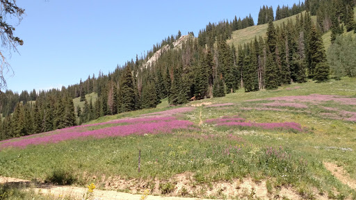 Live Music Venue «Benedict Music Tent and Harris Concert Hall», reviews and photos, 960 N 3rd St, Aspen, CO 81611, USA