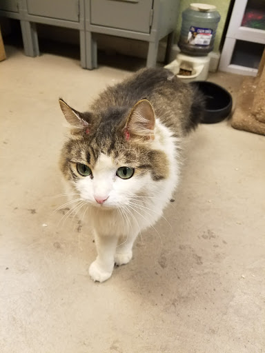 Pet Store «Village Pets», reviews and photos, 8522 Madison Ave, Fair Oaks, CA 95628, USA