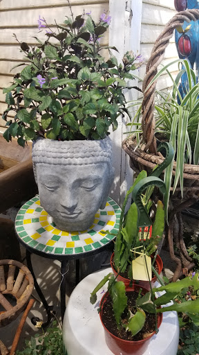 Florist «Plant Safari», reviews and photos, 653 N Central Ave, Upland, CA 91786, USA