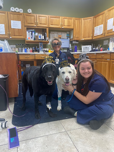 Noah's Stop 11 Animal Hospital image