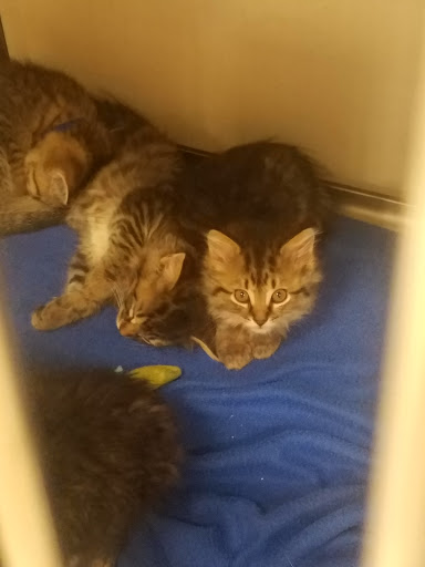 Pet Supply Store «PetSmart», reviews and photos, 5336 Westpointe Plaza Drive, Columbus, OH 43228, USA