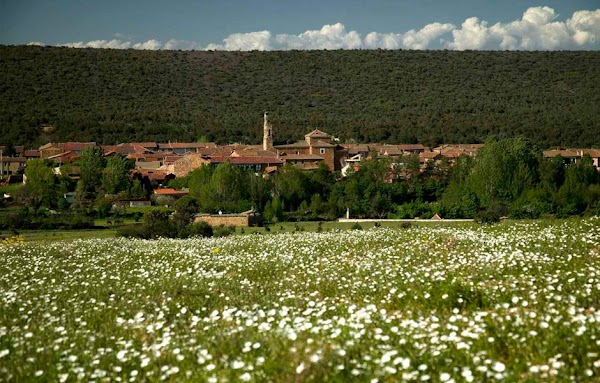 Cuca La Vaina
